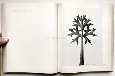 Sample page 17 for book "Blossfeldt, Karl – Karl Blossfeldt - Urformen der Kunst" Sample page 17 for book "Blossfeldt, Karl – Karl Blossfeldt - Urformen der Kunst"