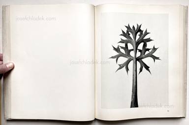 Sample page 15 for book  Karl Blossfeldt – Urformen der Kunst