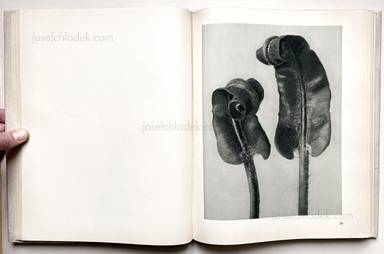 Sample page 16 for book "Blossfeldt, Karl – Karl Blossfeldt - Urformen der Kunst" Sample page 16 for book "Blossfeldt, Karl – Karl Blossfeldt - Urformen der Kunst"