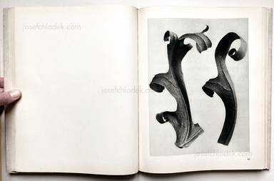 Sample page 15 for book "Blossfeldt, Karl – Karl Blossfeldt - Urformen der Kunst" Sample page 15 for book "Blossfeldt, Karl – Karl Blossfeldt - Urformen der Kunst"