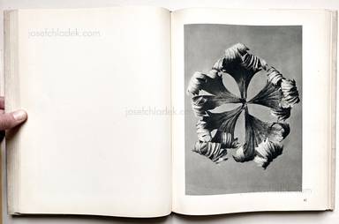 Sample page 14 for book "Blossfeldt, Karl – Karl Blossfeldt - Urformen der Kunst" Sample page 14 for book "Blossfeldt, Karl – Karl Blossfeldt - Urformen der Kunst"
