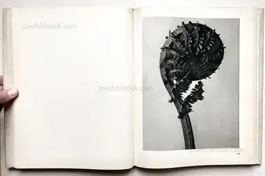 Sample page 13 for book "Blossfeldt, Karl – Karl Blossfeldt - Urformen der Kunst" Sample page 13 for book "Blossfeldt, Karl – Karl Blossfeldt - Urformen der Kunst"