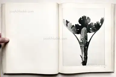 Sample page 12 for book "Blossfeldt, Karl – Karl Blossfeldt - Urformen der Kunst" Sample page 12 for book "Blossfeldt, Karl – Karl Blossfeldt - Urformen der Kunst"