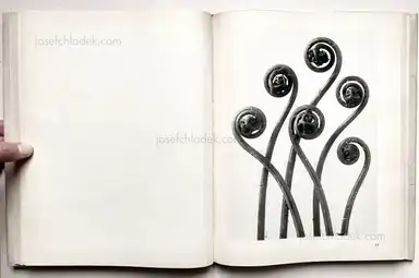 Sample page 11 for book "Blossfeldt, Karl – Karl Blossfeldt - Urformen der Kunst" Sample page 11 for book "Blossfeldt, Karl – Karl Blossfeldt - Urformen der Kunst"