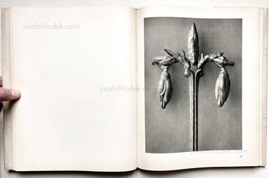 Sample page 10 for book "Blossfeldt, Karl – Karl Blossfeldt - Urformen der Kunst" Sample page 10 for book "Blossfeldt, Karl – Karl Blossfeldt - Urformen der Kunst"