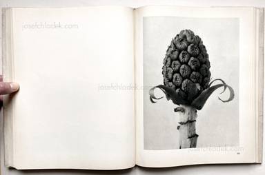 Sample page 9 for book "Blossfeldt, Karl – Karl Blossfeldt - Urformen der Kunst" Sample page 9 for book "Blossfeldt, Karl – Karl Blossfeldt - Urformen der Kunst"