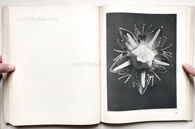 Sample page 8 for book "Blossfeldt, Karl – Karl Blossfeldt - Urformen der Kunst" Sample page 8 for book "Blossfeldt, Karl – Karl Blossfeldt - Urformen der Kunst"