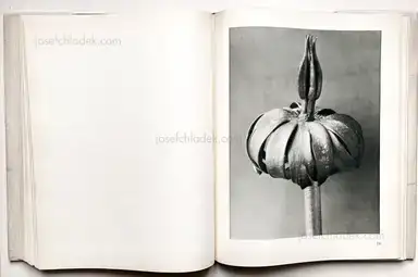 Sample page 7 for book "Blossfeldt, Karl – Karl Blossfeldt - Urformen der Kunst" Sample page 7 for book "Blossfeldt, Karl – Karl Blossfeldt - Urformen der Kunst"