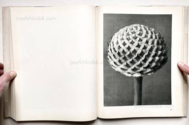 Sample page 6 for book "Blossfeldt, Karl – Karl Blossfeldt - Urformen der Kunst" Sample page 6 for book "Blossfeldt, Karl – Karl Blossfeldt - Urformen der Kunst"