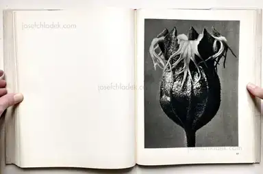 Sample page 5 for book "Blossfeldt, Karl – Karl Blossfeldt - Urformen der Kunst" Sample page 5 for book "Blossfeldt, Karl – Karl Blossfeldt - Urformen der Kunst"
