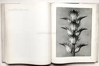 Sample page 4 for book "Blossfeldt, Karl – Karl Blossfeldt - Urformen der Kunst" Sample page 4 for book "Blossfeldt, Karl – Karl Blossfeldt - Urformen der Kunst"