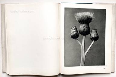 Sample page 2 for book "Blossfeldt, Karl – Karl Blossfeldt - Urformen der Kunst" Sample page 2 for book "Blossfeldt, Karl – Karl Blossfeldt - Urformen der Kunst"
