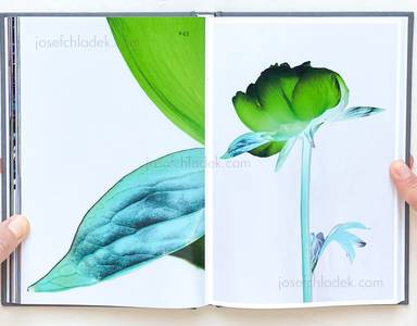 Sample page 10 for book  Tanja Lažetić – 100 Flowers