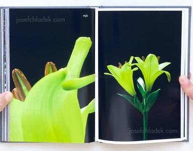 Sample page 8 for book "Lažetić, Tanja – Tanja Lažetić - 100 Flowers" Sample page 8 for book "Lažetić, Tanja – Tanja Lažetić - 100 Flowers"