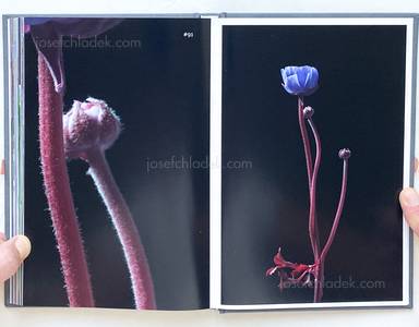 Sample page 5 for book "Lažetić, Tanja – Tanja Lažetić - 100 Flowers" Sample page 5 for book "Lažetić, Tanja – Tanja Lažetić - 100 Flowers"