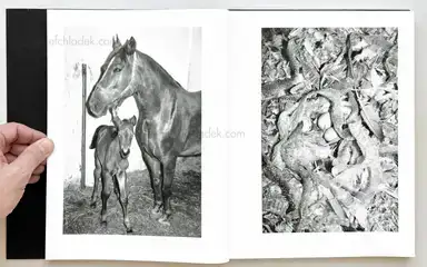 Sample page 21 for book "Helfrecht, Elena – Elena Helfrecht - Plexus" Sample page 21 for book "Helfrecht, Elena – Elena Helfrecht - Plexus"