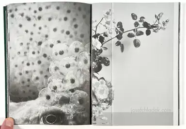 Sample page 19 for book "Rössl, Stefania and Massimo Sordi (eds.) – Stefania Rössl & Massimo Sordi (eds.) - Index Naturae" Sample page 19 for book "Rössl, Stefania and Massimo Sordi (eds.) – Stefania Rössl & Massimo Sordi (eds.) - Index Naturae"