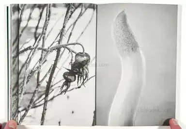 Sample page 9 for book "Rössl, Stefania and Massimo Sordi (eds.) – Stefania Rössl & Massimo Sordi (eds.) - Index Naturae" Sample page 9 for book "Rössl, Stefania and Massimo Sordi (eds.) – Stefania Rössl & Massimo Sordi (eds.) - Index Naturae"