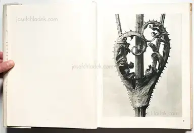 Sample page 29 for book "Blossfeldt, Karl – Karl Blossfeldt - Wunder in der Natur" Sample page 29 for book "Blossfeldt, Karl – Karl Blossfeldt - Wunder in der Natur"