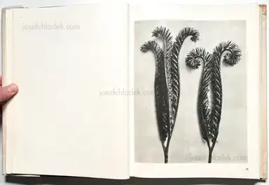 Sample page 28 for book "Blossfeldt, Karl – Karl Blossfeldt - Wunder in der Natur" Sample page 28 for book "Blossfeldt, Karl – Karl Blossfeldt - Wunder in der Natur"