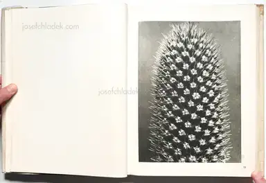 Sample page 27 for book "Blossfeldt, Karl – Karl Blossfeldt - Wunder in der Natur" Sample page 27 for book "Blossfeldt, Karl – Karl Blossfeldt - Wunder in der Natur"