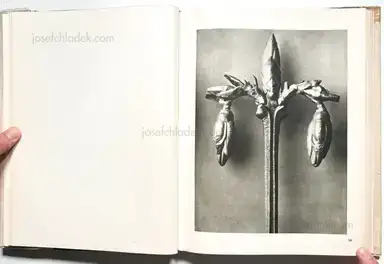 Sample page 24 for book "Blossfeldt, Karl – Karl Blossfeldt - Wunder in der Natur" Sample page 24 for book "Blossfeldt, Karl – Karl Blossfeldt - Wunder in der Natur"