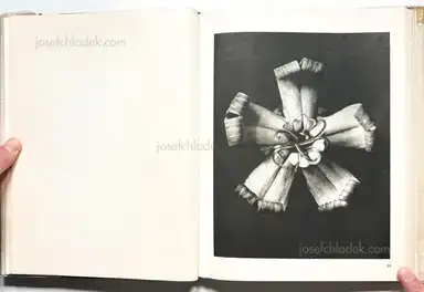 Sample page 23 for book "Blossfeldt, Karl – Karl Blossfeldt - Wunder in der Natur" Sample page 23 for book "Blossfeldt, Karl – Karl Blossfeldt - Wunder in der Natur"
