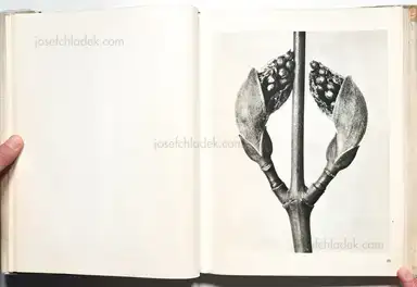 Sample page 22 for book "Blossfeldt, Karl – Karl Blossfeldt - Wunder in der Natur" Sample page 22 for book "Blossfeldt, Karl – Karl Blossfeldt - Wunder in der Natur"