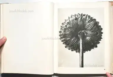 Sample page 21 for book "Blossfeldt, Karl – Karl Blossfeldt - Wunder in der Natur" Sample page 21 for book "Blossfeldt, Karl – Karl Blossfeldt - Wunder in der Natur"
