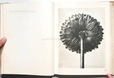 Sample page 10 for book  Karl Blossfeldt – Wunder der Natur