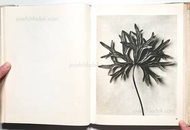 Sample page 20 for book "Blossfeldt, Karl – Karl Blossfeldt - Wunder in der Natur" Sample page 20 for book "Blossfeldt, Karl – Karl Blossfeldt - Wunder in der Natur"