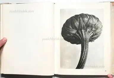Sample page 19 for book "Blossfeldt, Karl – Karl Blossfeldt - Wunder in der Natur" Sample page 19 for book "Blossfeldt, Karl – Karl Blossfeldt - Wunder in der Natur"