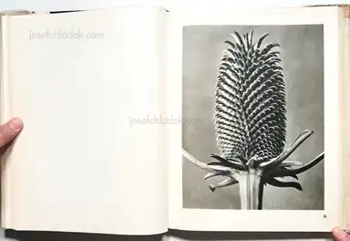 Sample page 18 for book "Blossfeldt, Karl – Karl Blossfeldt - Wunder in der Natur" Sample page 18 for book "Blossfeldt, Karl – Karl Blossfeldt - Wunder in der Natur"