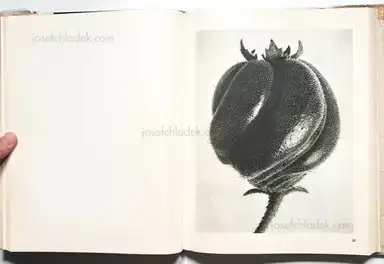 Sample page 17 for book "Blossfeldt, Karl – Karl Blossfeldt - Wunder in der Natur" Sample page 17 for book "Blossfeldt, Karl – Karl Blossfeldt - Wunder in der Natur"
