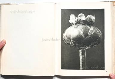 Sample page 15 for book  Karl Blossfeldt – Wunder der Natur