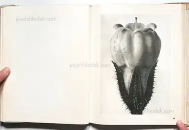 Sample page 15 for book "Blossfeldt, Karl – Karl Blossfeldt - Wunder in der Natur" Sample page 15 for book "Blossfeldt, Karl – Karl Blossfeldt - Wunder in der Natur"