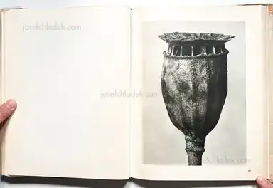 Sample page 14 for book "Blossfeldt, Karl – Karl Blossfeldt - Wunder in der Natur" Sample page 14 for book "Blossfeldt, Karl – Karl Blossfeldt - Wunder in der Natur"