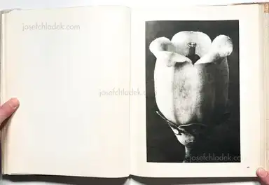 Sample page 13 for book "Blossfeldt, Karl – Karl Blossfeldt - Wunder in der Natur" Sample page 13 for book "Blossfeldt, Karl – Karl Blossfeldt - Wunder in der Natur"