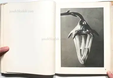 Sample page 12 for book "Blossfeldt, Karl – Karl Blossfeldt - Wunder in der Natur" Sample page 12 for book "Blossfeldt, Karl – Karl Blossfeldt - Wunder in der Natur"