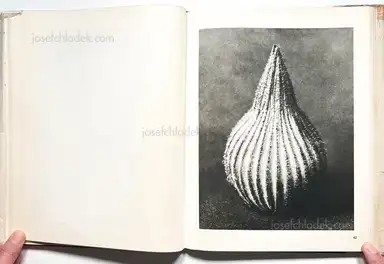 Sample page 11 for book "Blossfeldt, Karl – Karl Blossfeldt - Wunder in der Natur" Sample page 11 for book "Blossfeldt, Karl – Karl Blossfeldt - Wunder in der Natur"