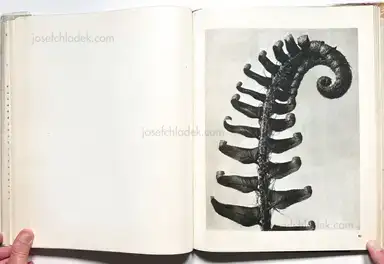 Sample page 7 for book "Blossfeldt, Karl – Karl Blossfeldt - Wunder in der Natur" Sample page 7 for book "Blossfeldt, Karl – Karl Blossfeldt - Wunder in der Natur"