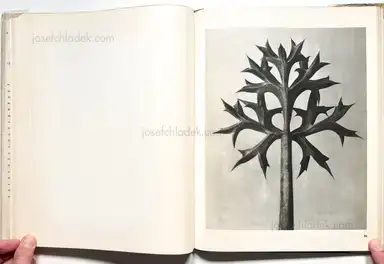 Sample page 6 for book "Blossfeldt, Karl – Karl Blossfeldt - Wunder in der Natur" Sample page 6 for book "Blossfeldt, Karl – Karl Blossfeldt - Wunder in der Natur"