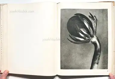 Sample page 5 for book "Blossfeldt, Karl – Karl Blossfeldt - Wunder in der Natur" Sample page 5 for book "Blossfeldt, Karl – Karl Blossfeldt - Wunder in der Natur"
