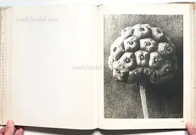 Sample page 4 for book "Blossfeldt, Karl – Karl Blossfeldt - Wunder in der Natur" Sample page 4 for book "Blossfeldt, Karl – Karl Blossfeldt - Wunder in der Natur"