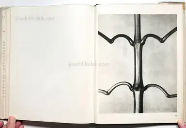 Sample page 2 for book "Blossfeldt, Karl – Karl Blossfeldt - Wunder in der Natur" Sample page 2 for book "Blossfeldt, Karl – Karl Blossfeldt - Wunder in der Natur"