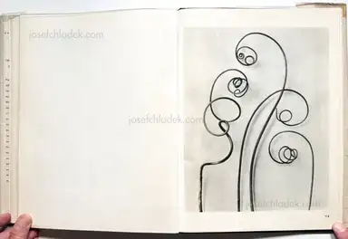 Sample page 1 for book "Blossfeldt, Karl – Karl Blossfeldt - Wunder in der Natur" Sample page 1 for book "Blossfeldt, Karl – Karl Blossfeldt - Wunder in der Natur"