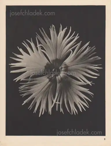 Sample page 20 for book "Blossfeldt, Karl – Karl Blossfeldt - Wundergarten der Natur. Neue Bilddokumente schöner Pflanzenformen" Sample page 20 for book "Blossfeldt, Karl – Karl Blossfeldt - Wundergarten der Natur. Neue Bilddokumente schöner Pflanzenformen"