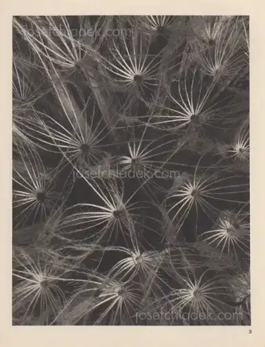 Sample page 19 for book "Blossfeldt, Karl – Karl Blossfeldt - Wundergarten der Natur. Neue Bilddokumente schöner Pflanzenformen" Sample page 19 for book "Blossfeldt, Karl – Karl Blossfeldt - Wundergarten der Natur. Neue Bilddokumente schöner Pflanzenformen"