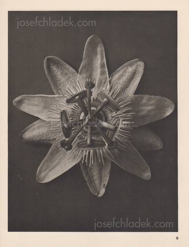 Sample page 3 for book  Karl Blossfeldt – Wundergarten der Natur. Neue Bilddokumente schöner Pflanzenformen