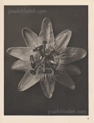 Sample page 18 for book "Blossfeldt, Karl – Karl Blossfeldt - Wundergarten der Natur. Neue Bilddokumente schöner Pflanzenformen" Sample page 18 for book "Blossfeldt, Karl – Karl Blossfeldt - Wundergarten der Natur. Neue Bilddokumente schöner Pflanzenformen"